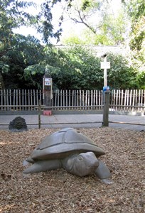 Turtle