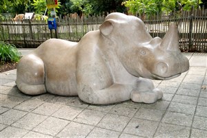 White Rhinoceros Molly