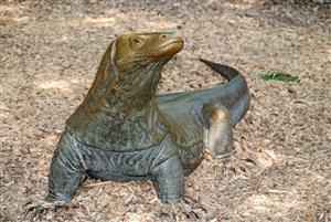 Komodo Dragon