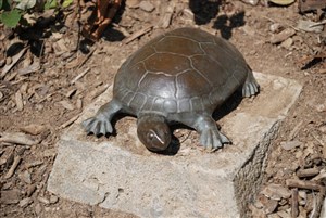 Wood Turtle