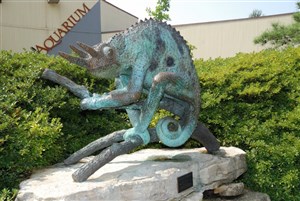 Jackson's Chameleon